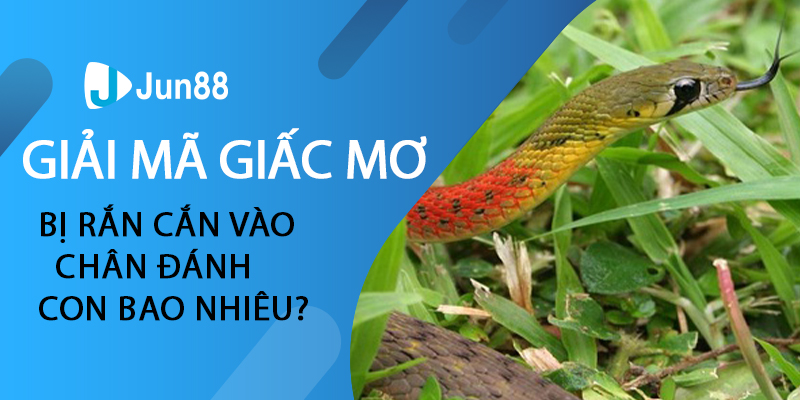 Giải Mã Giấc Mơ Thấy Rắn Cắn Vào Chân Là Điềm Gì Đánh Con Gì|Giải mã giấc mơ thấy rắn cắn vào chân có điềm báo lành hay dữ|Giấc mơ bị rắn cắn vào chân đánh con bao nhiêu