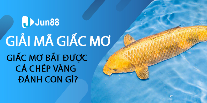 Giải mã giấc mơ bắt được cá chép vàng đánh con gì