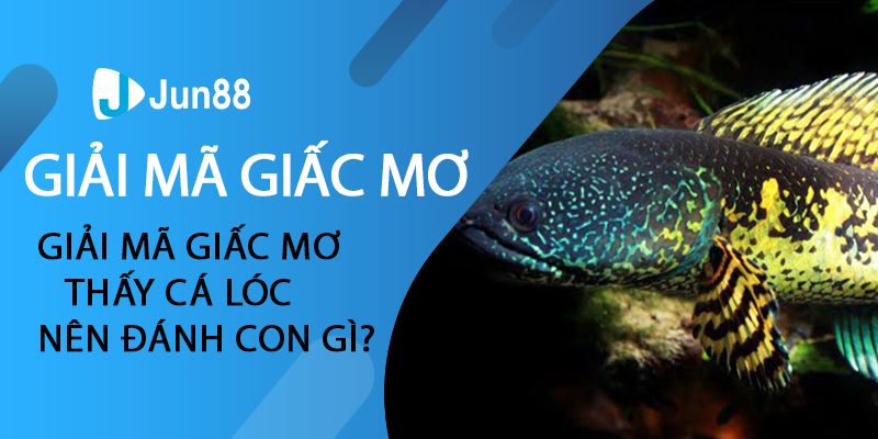 Giải mã giấc mơ thấy cá lóc nên đánh con gì