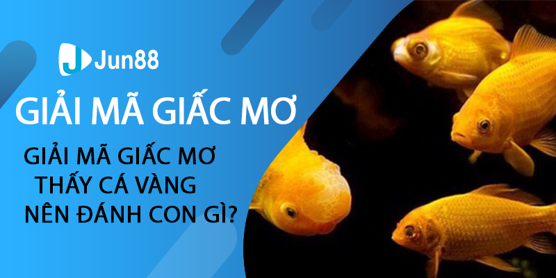 Giải mã giấc mơ thấy cá vàng nên đánh con gì?