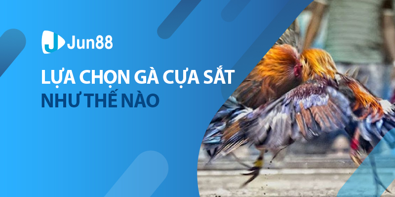 Lựa chọn gà cựa sắt như thế nào