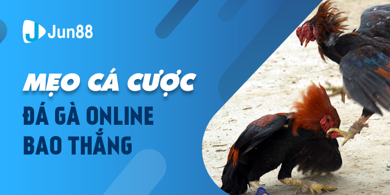 Mẹo cá cược đá gà online bao thắng