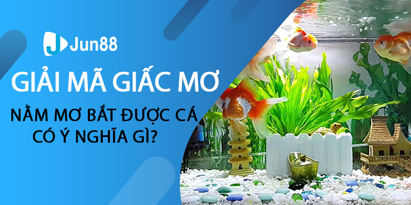 Nằm mơ bắt được cá có ý nghĩa gì