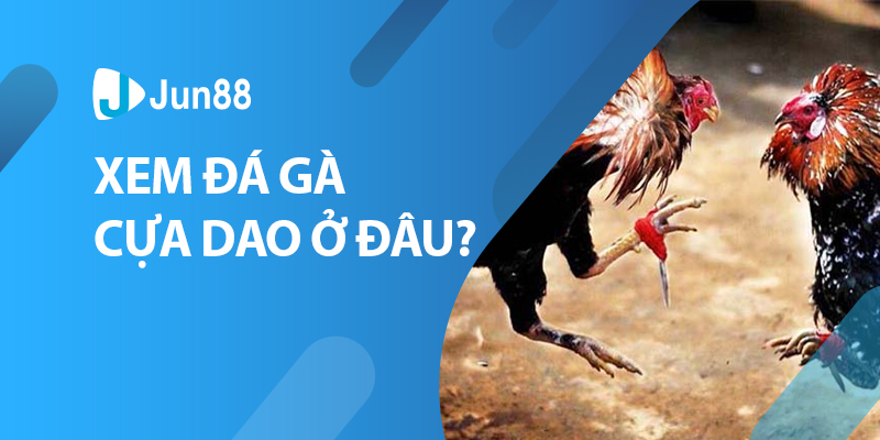 Đá gà trực tuyến cựa dao có gì đáng thu hút|Đá gà trực tuyến cựa dao là gì|Điều gì khiến đá gà trực tiếp cựa dao trở nên thu hút|Các hình thức đá gà cựa dao|